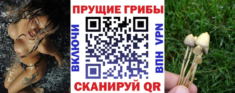 блэк спрут ТОР  Туран  Псилоцибиновые грибы Psilocybine cubensis 